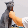 萌宠 猫咪 打你 呆萌 可爱