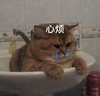 萌宠 猫 难受 心烦 呆萌 可爱
