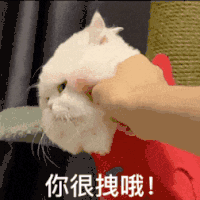 萌宠 猫咪 你很拽哦 呆萌 可爱