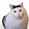 萌宠 猫咪 疑惑 呆萌 可爱