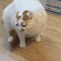 萌宠 猫咪 抓痒 呆萌 可爱