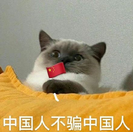 萌宠 猫 中国人不骗中国人 承诺 搞怪 逗