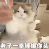 萌宠 猫咪 老子一拳锤爆你头 呆萌 可爱