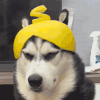 萌宠 狗狗 帽子 呆萌 可爱