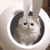 萌宠 猫咪 无辜 呆萌 可爱