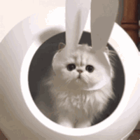 萌宠 猫咪 无辜 呆萌 可爱