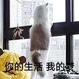 萌宠 猫咪 你的生活我的生活 呆萌 可爱