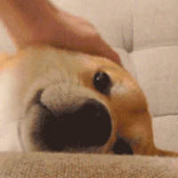 萌宠 狗狗 摸 呆萌 可爱