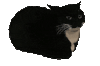 萌宠 猫咪 转圈 呆萌 可爱