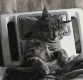 萌宠 猫咪 睡觉 呆萌 可爱
