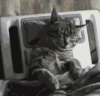萌宠 猫咪 睡觉 呆萌 可爱