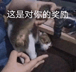 萌寵 貓咪 這是對(duì)你的獎(jiǎng)勵(lì) 呆萌 可愛