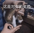 萌宠 猫咪 这是对你的奖励 呆萌 可爱