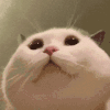 萌宠 猫咪 看看 呆萌 可爱