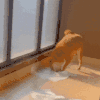 萌宠 狗狗 打滚 呆萌 可爱