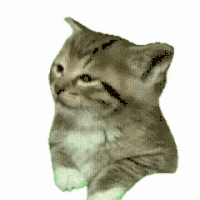 萌宠 猫咪 困 呆萌 可爱