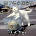 萌宠 猫咪 人人有份 呆萌 可爱