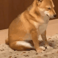 萌宠 狗狗 想看 呆萌 可爱