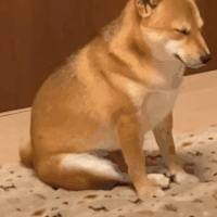 萌宠 狗狗 想看 呆萌 可爱