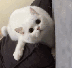 萌宠 猫咪 看着你 呆萌 可爱