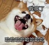 萌宠 汪星人 哈哈哈哈 我疯了 呆萌 可爱