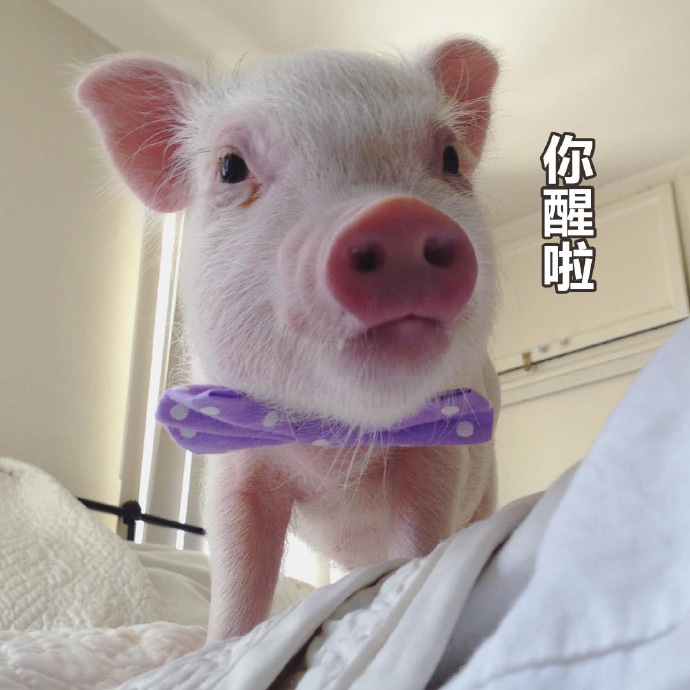 猪快醒醒的表情包图片图片