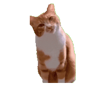萌宠 猫咪 喵 呆萌 可爱