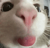 萌宠 猫咪 吐舌 呆萌 可爱