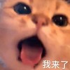 萌宠 猫星人 我来了 开心 呆萌 可爱