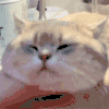 萌宠 猫咪 按摩 呆萌 可爱