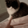 萌宠 猫咪 打你 呆萌 可爱