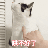 萌宠 猫咪 哄不好了 呆萌 可爱