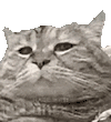 萌宠 猫咪 不开心 呆萌 可爱