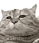 萌宠 猫咪 不开心 呆萌 可爱