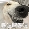 萌宠 狗狗 嘿嘿嘿 呆萌 可爱