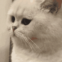 萌宠 猫咪 生气 呆萌 可爱