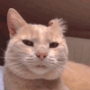 萌宠 猫咪 耳朵 呆萌 可爱