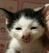 萌宠 猫咪 老鼠 呆萌 可爱