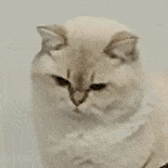 萌宠 猫咪 生气 呆萌 可爱