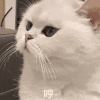 萌宠 猫咪 哼 呆萌 可爱