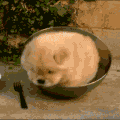 萌宠 狗狗 碗 呆萌 可爱