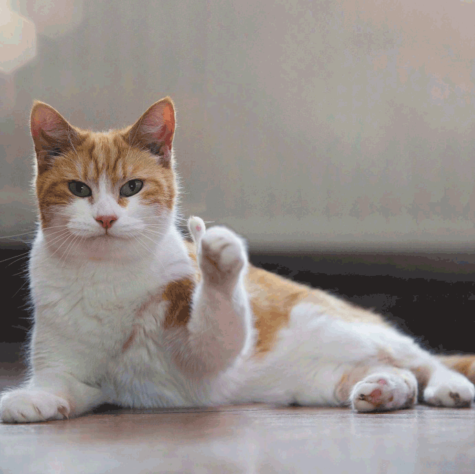 猫咪 点赞 猫猫觉得你很棒 很棒 大拇指
