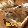 萌宠 猫咪 生无可恋 呆萌 可爱