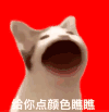 萌宠 猫咪 给你点颜色瞧瞧 呆萌 可爱
