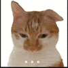 萌宠 猫咪 。。。 呆萌 可爱