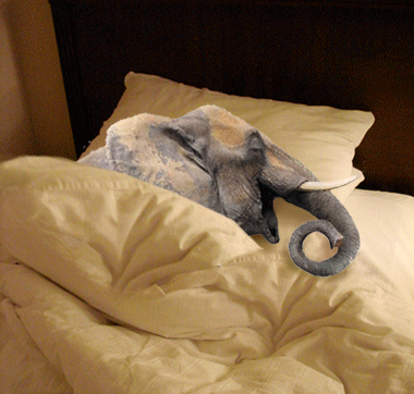 大象睡觉的样子图片