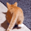 萌宠 猫咪 屁股 呆萌 可爱