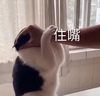 萌宠 猫星人 住嘴 别说话 呆萌 可爱
