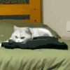 萌宠 猫咪 盯 呆萌 可爱