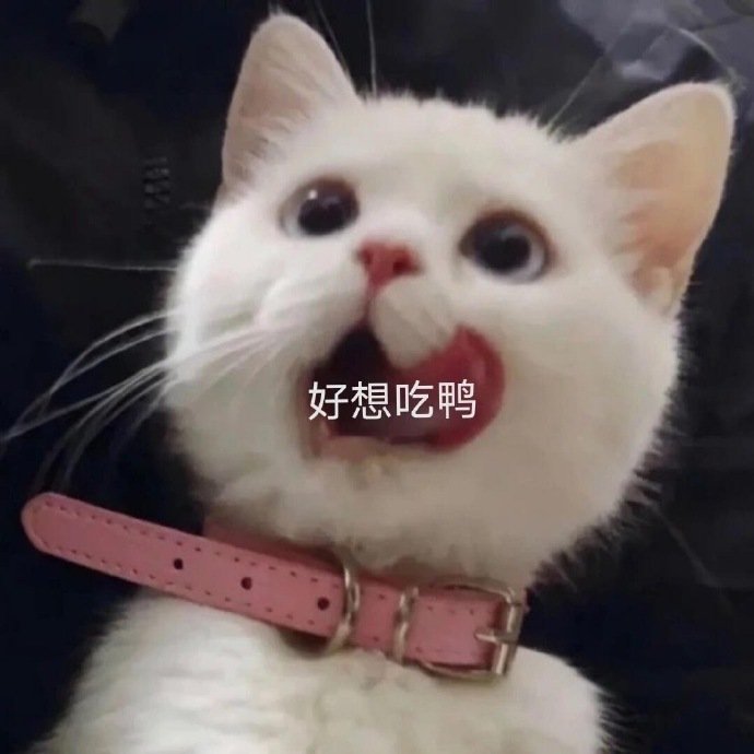 萌宠gif猫星人gif好想吃鸭gif馋了gif搞怪gif呆萌gif